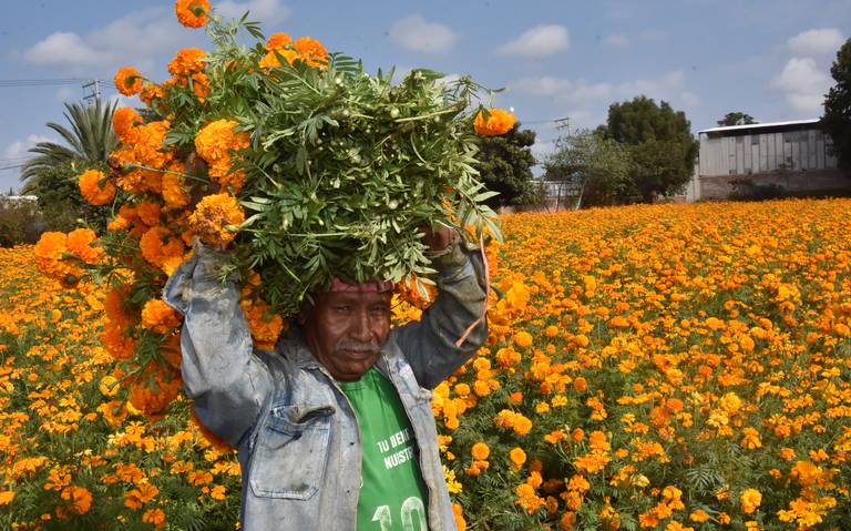 Plantan flor de cempasúchil para los muertos - El Sol de Irapuato |  Noticias Locales, Policiacas, de México, Guanajuato y el Mundo