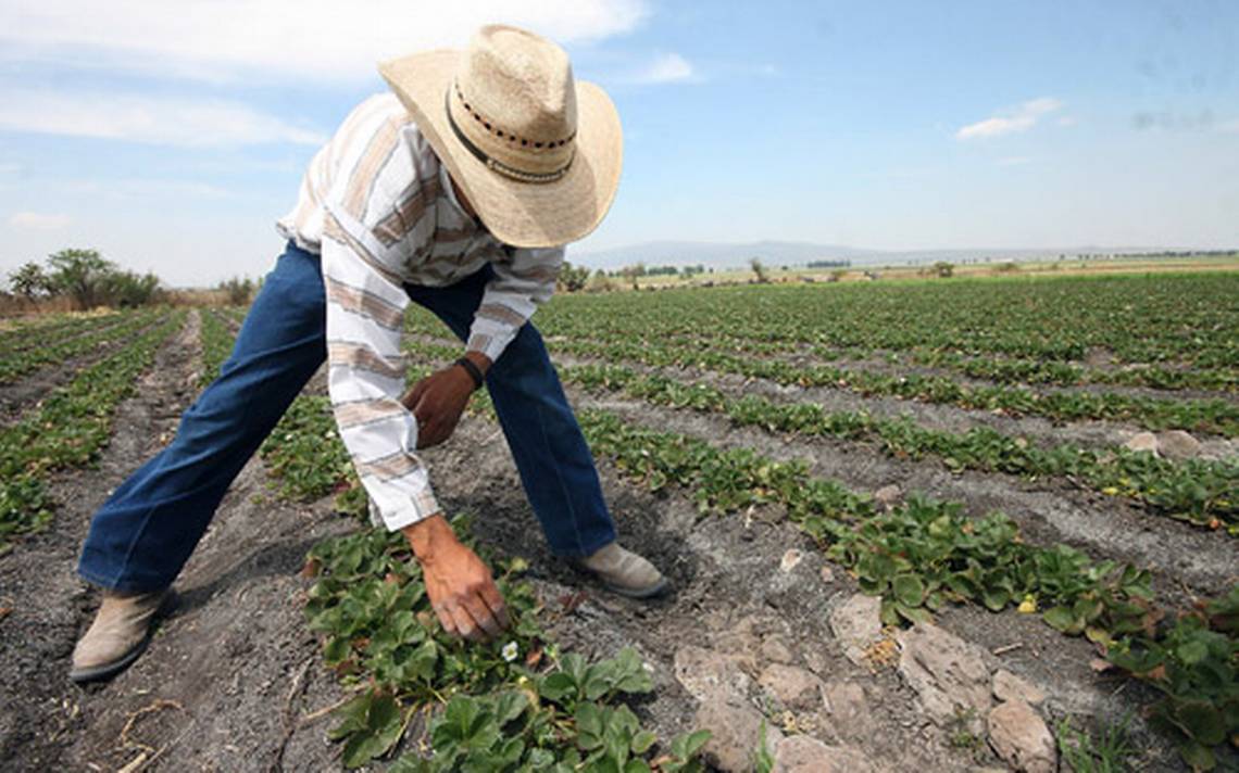 Interesa a jóvenes ingeniería en agronomía de la UG - El Sol de Irapuato |  Noticias Locales, Policiacas, de México, Guanajuato y el Mundo